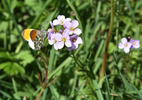 Orange tip butterfly on cuckooflower